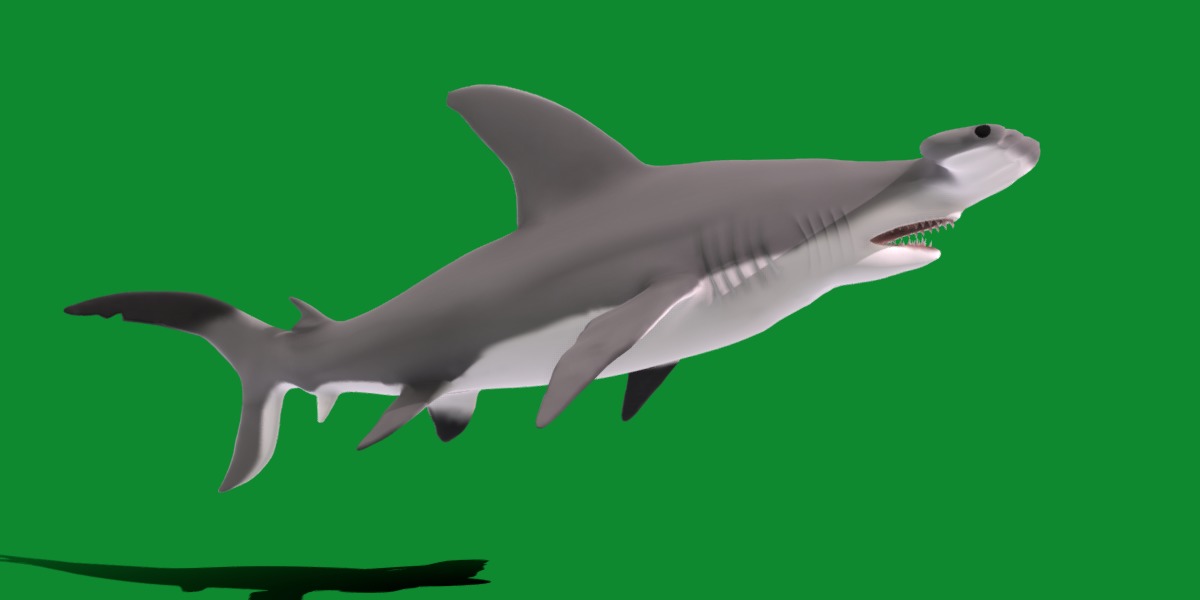 Hammerhead Shark Low-poly 3D model_30