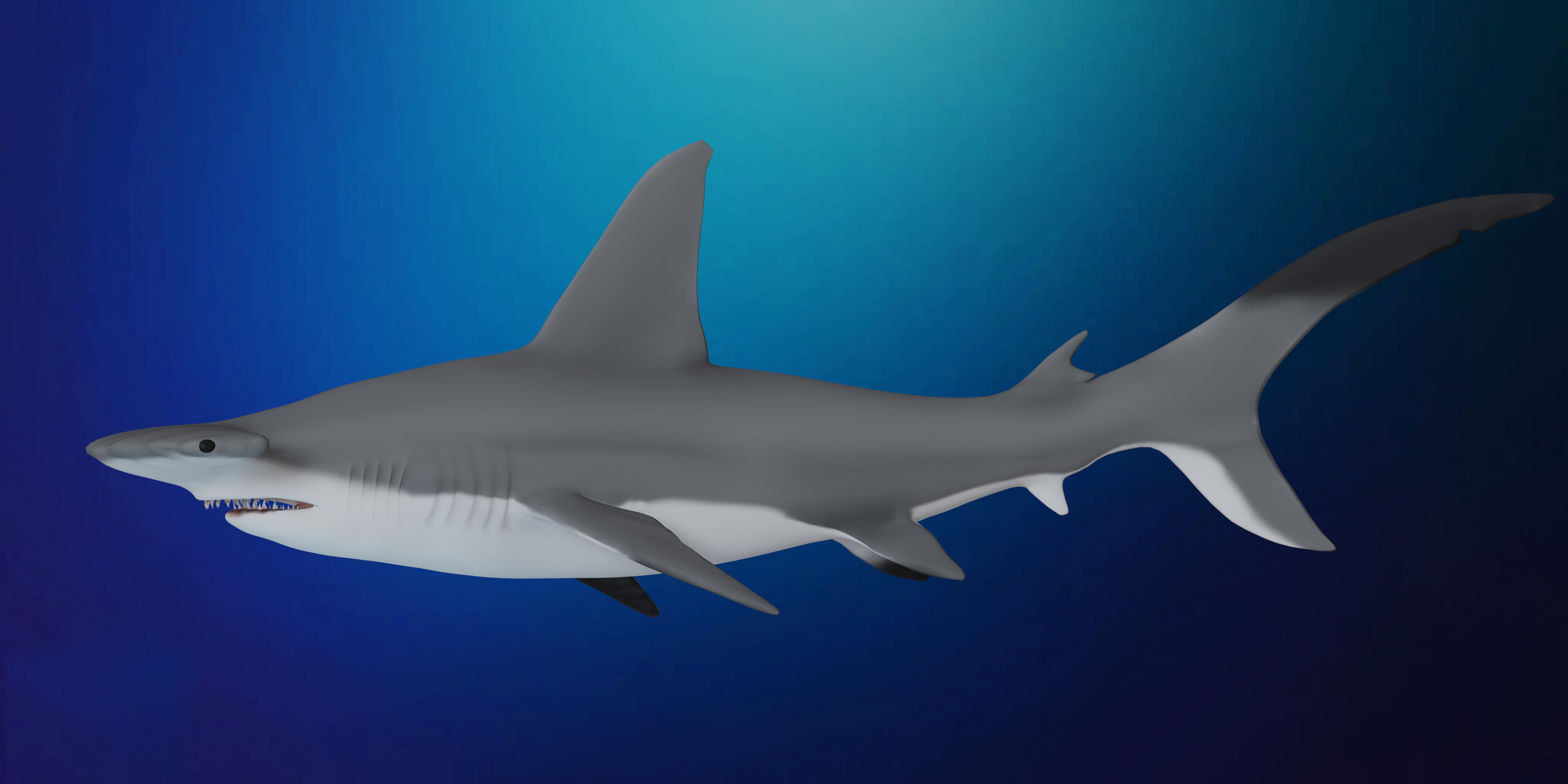 Hammerhead Shark Low-poly 3D model_17