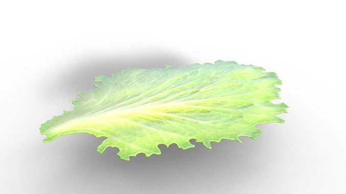 Cucumber  Pickle and Lettuce Leaf Food Low-poly 3D model 7