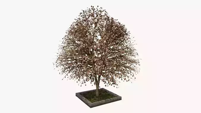 URBAN Autumn TREE Free 3D model