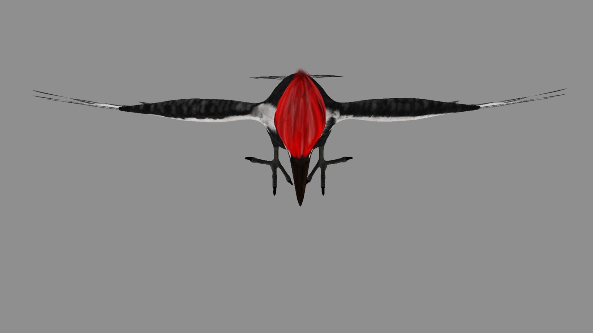 Pileated Woodpecker Animation and Rigging 3D model_12