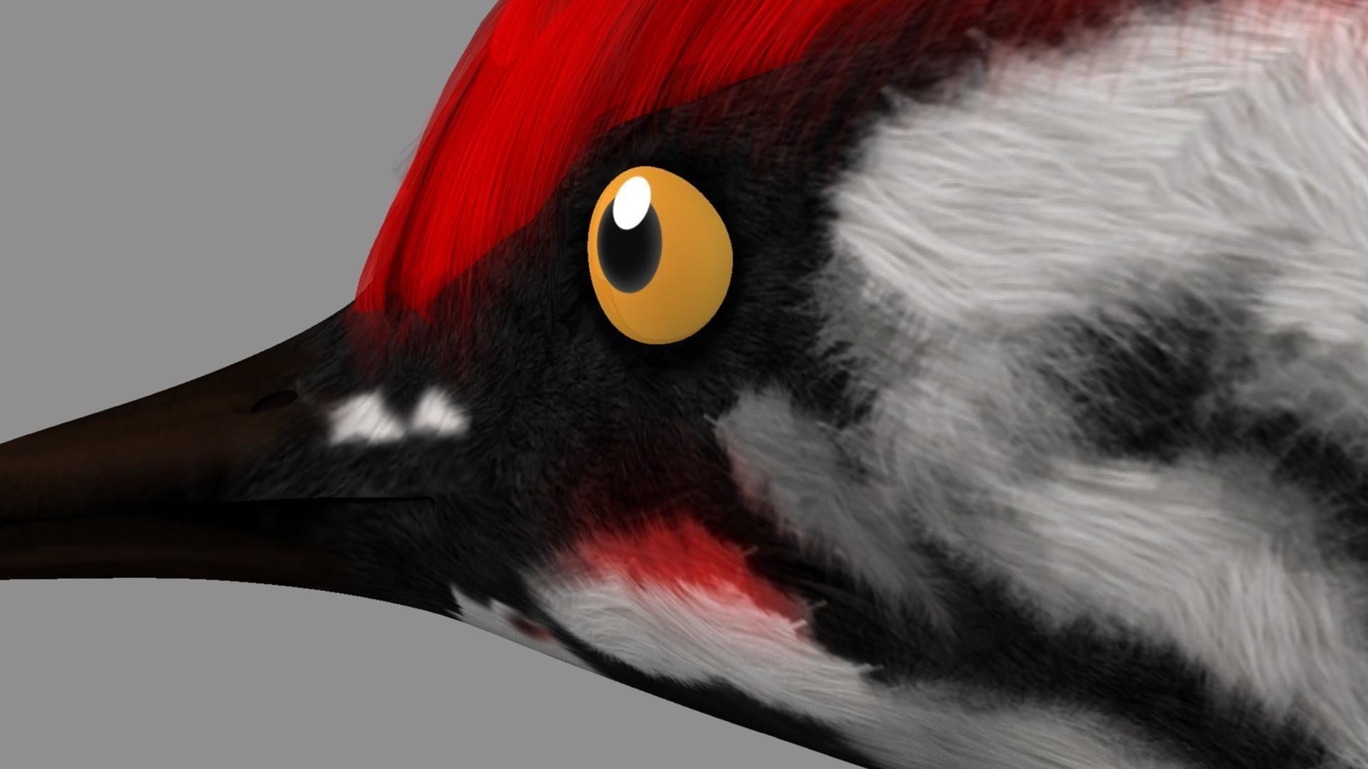 Pileated Woodpecker Animation and Rigging 3D model_26