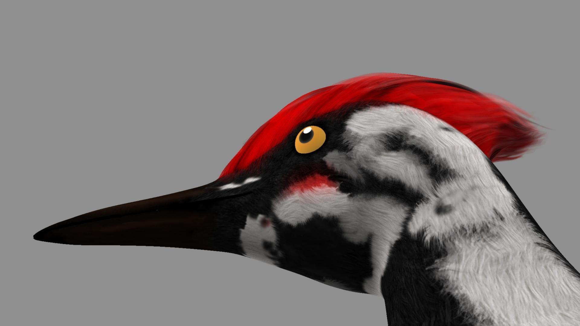 Pileated Woodpecker Animation and Rigging 3D model_29