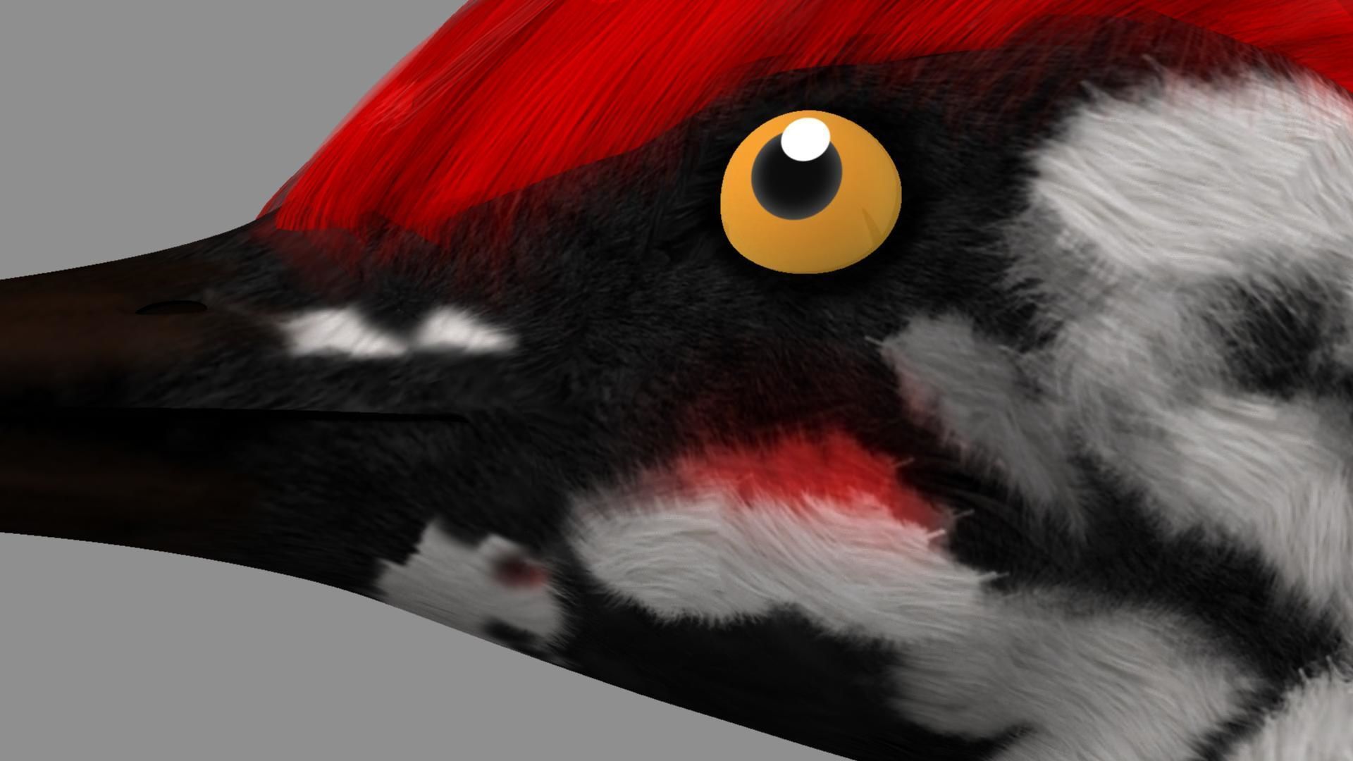 Pileated Woodpecker Animation and Rigging 3D model_23