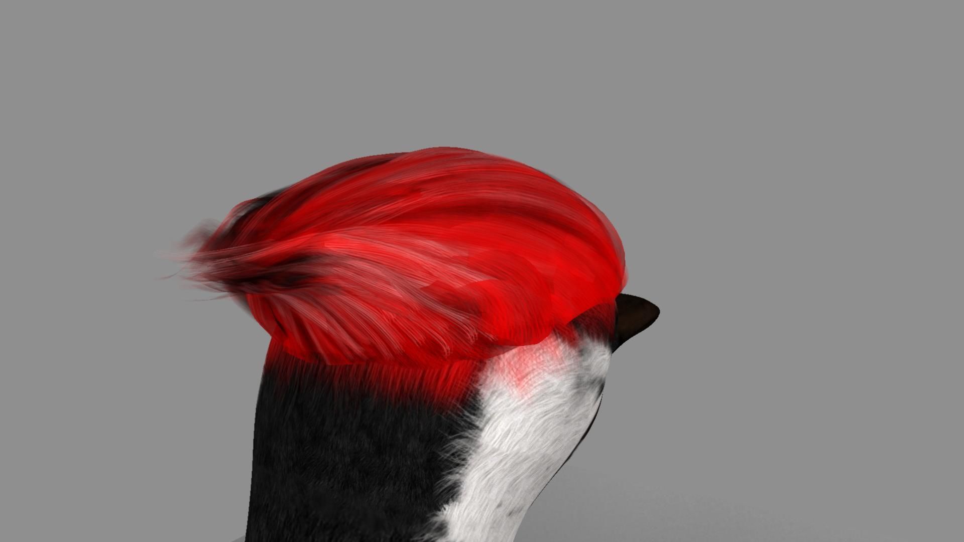 Pileated Woodpecker Animation and Rigging 3D model_10