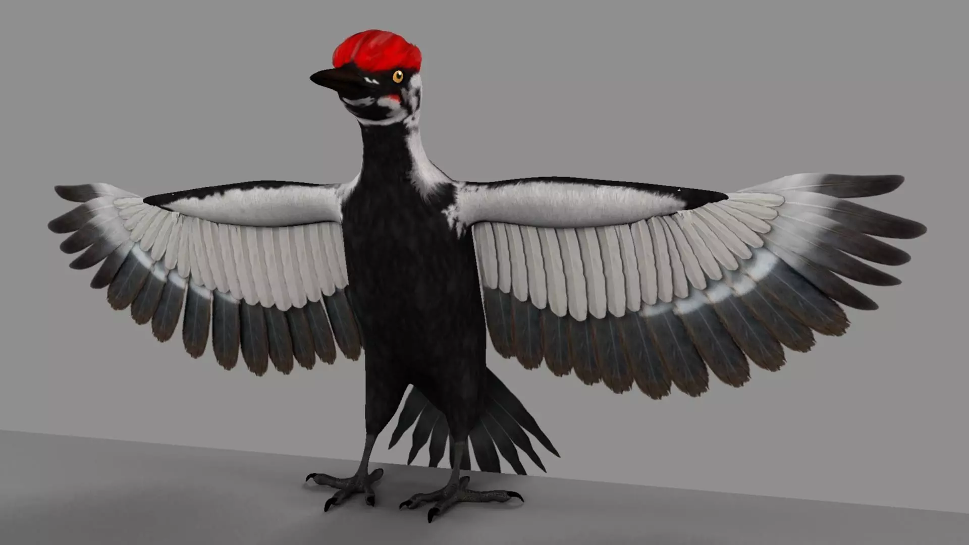 Pileated Woodpecker Animation and Rigging 3D model_0