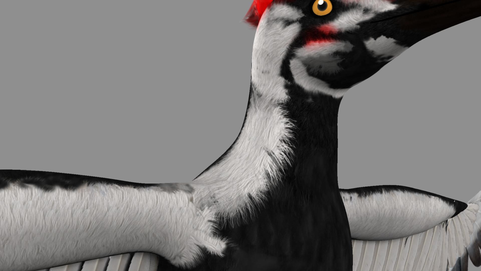 Pileated Woodpecker Animation and Rigging 3D model_35