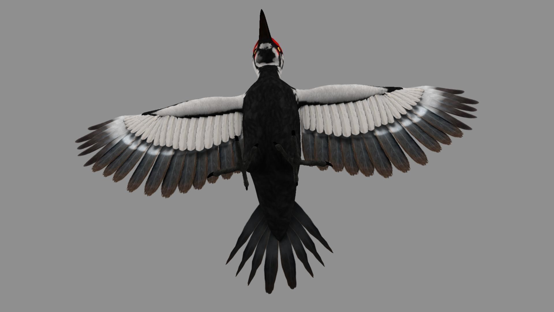 Pileated Woodpecker Animation and Rigging 3D model_18