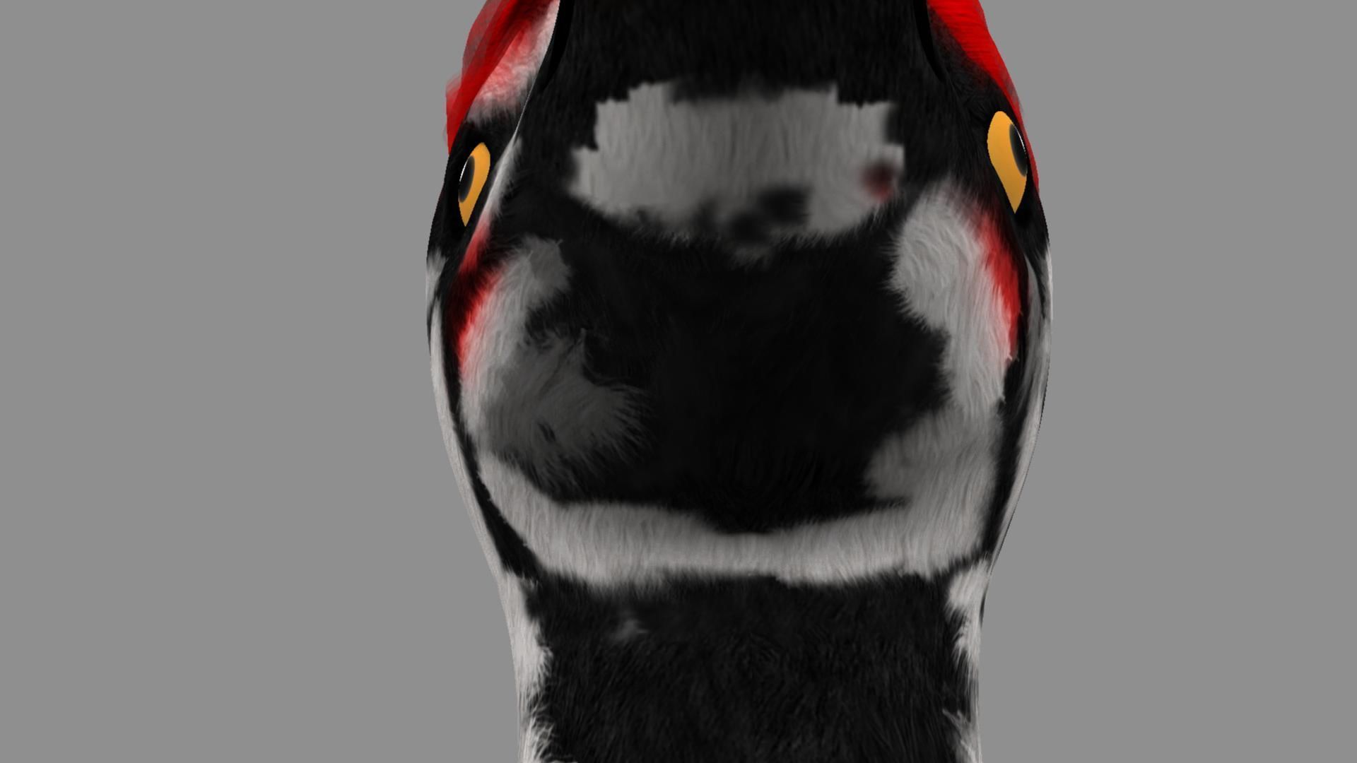 Pileated Woodpecker Animation and Rigging 3D model_22