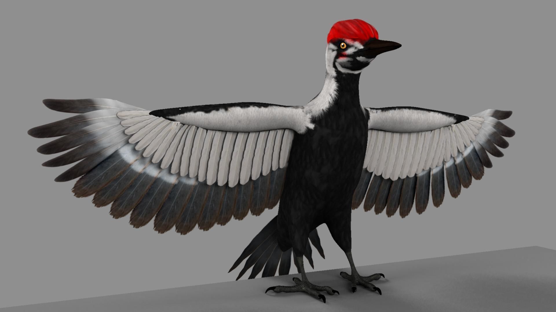 Pileated Woodpecker Animation and Rigging 3D model_13