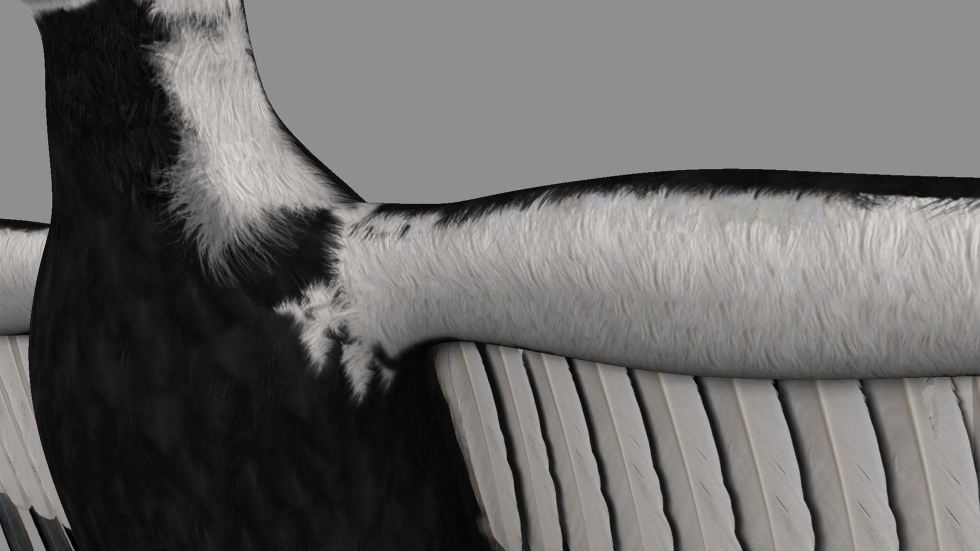 Pileated Woodpecker Animation and Rigging 3D model_51