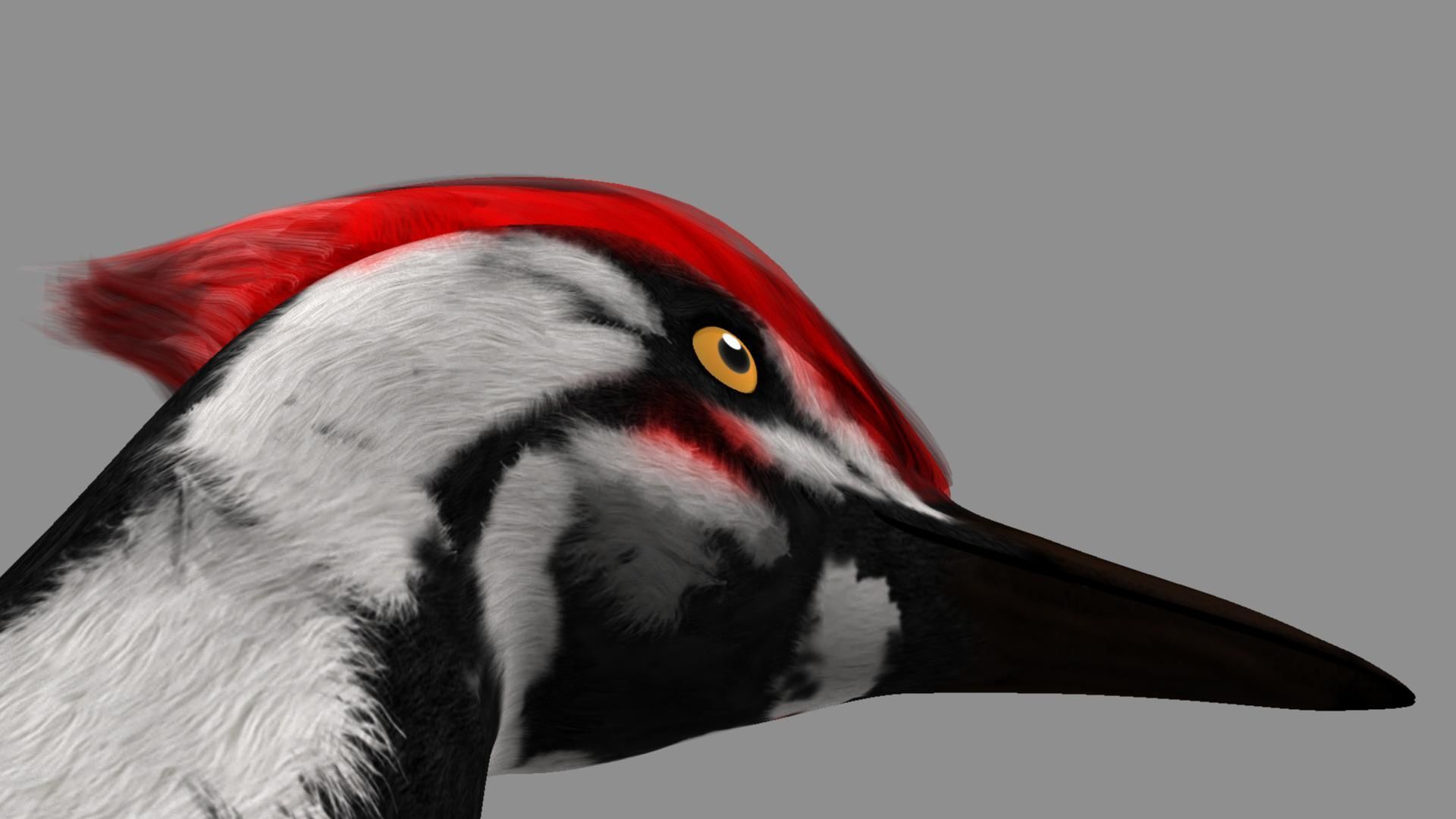 Pileated Woodpecker Animation and Rigging 3D model_28