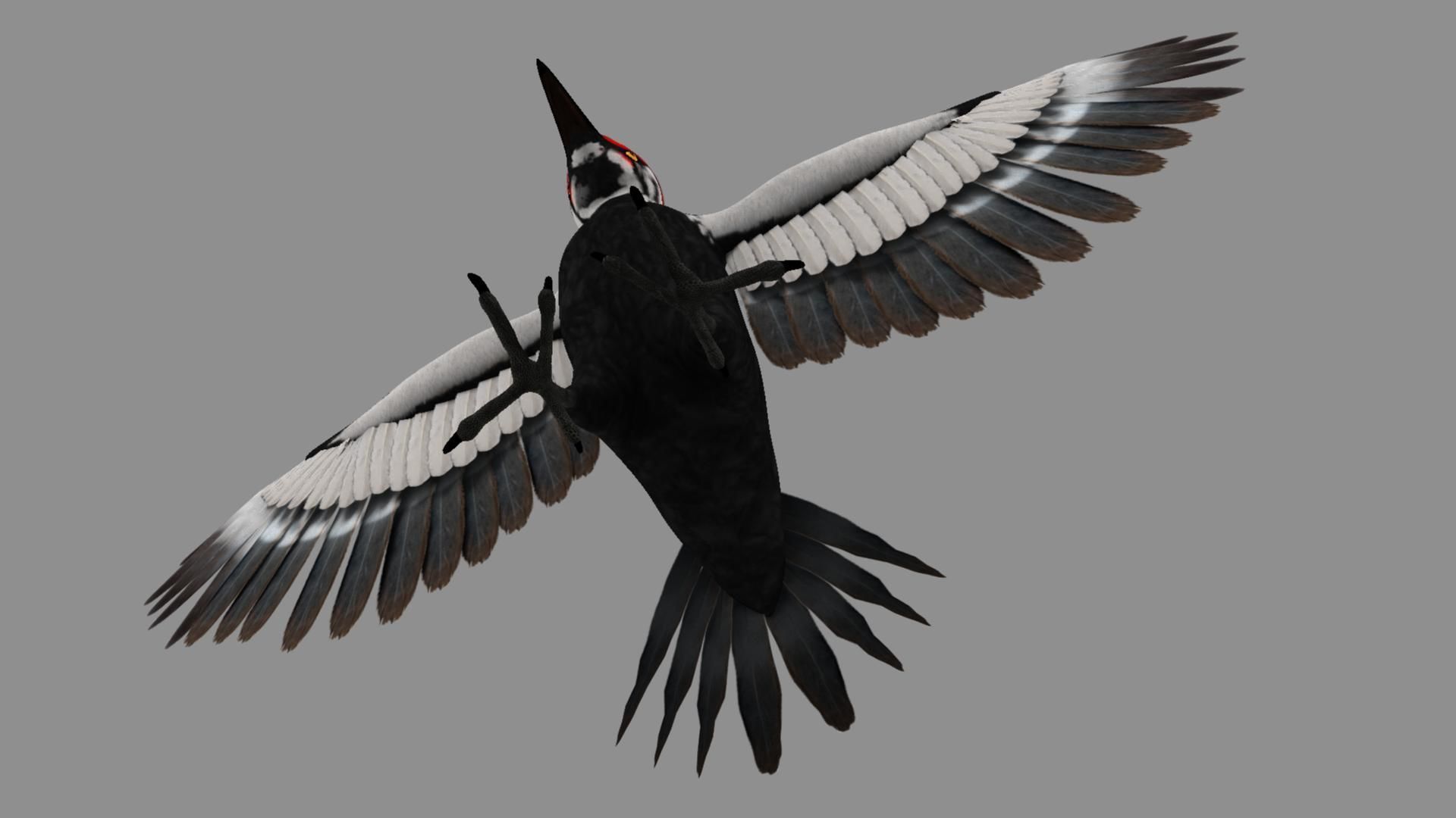 Pileated Woodpecker Animation and Rigging 3D model_17