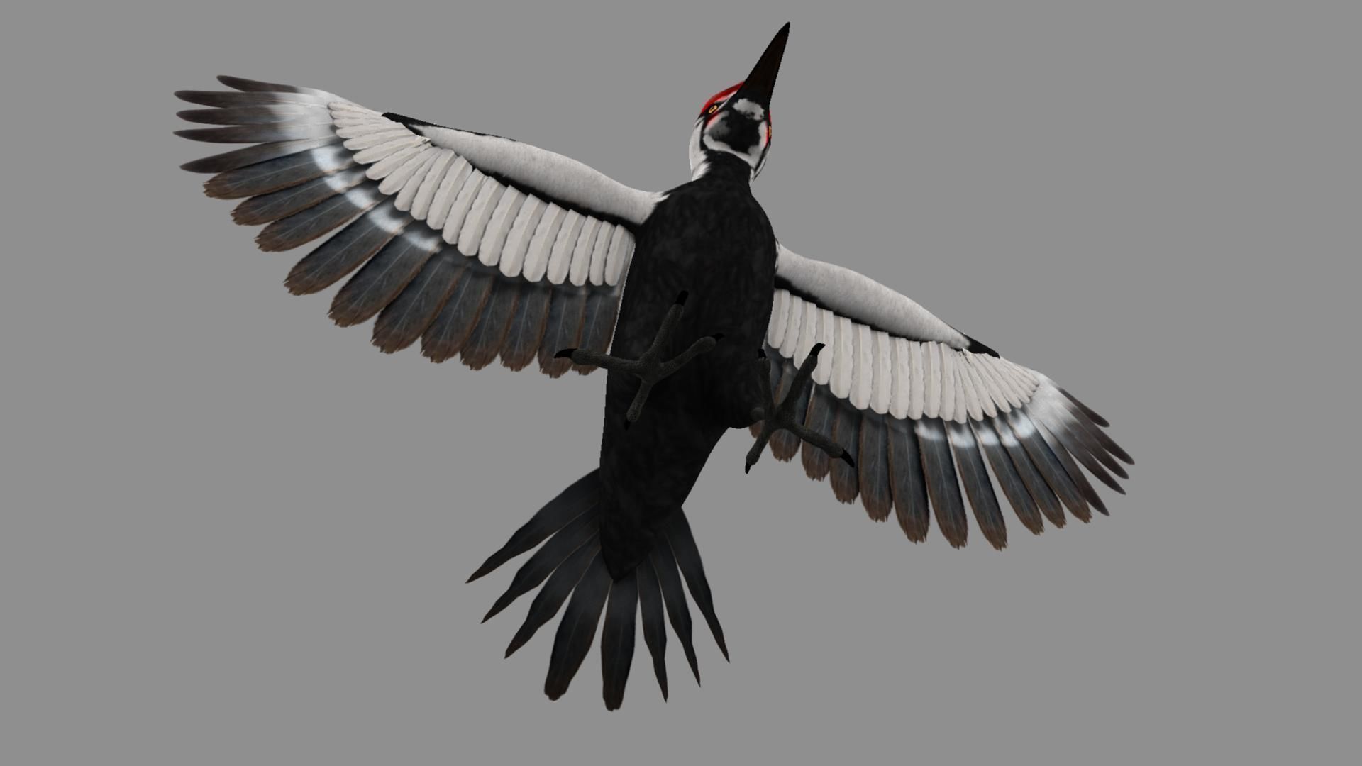 Pileated Woodpecker Animation and Rigging 3D model_16