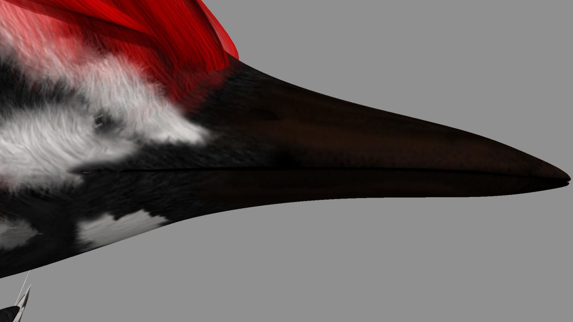 Pileated Woodpecker Animation and Rigging 3D model_20