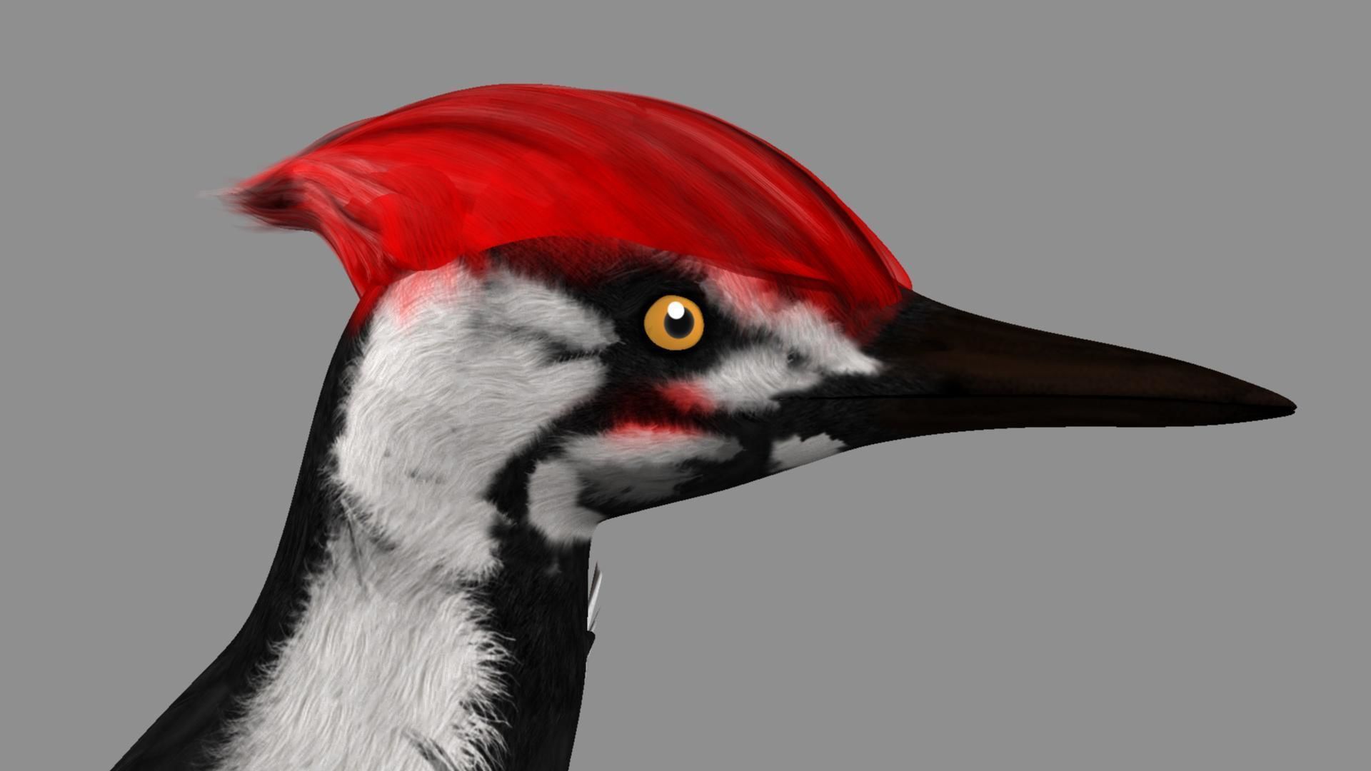 Pileated Woodpecker Animation and Rigging 3D model_24