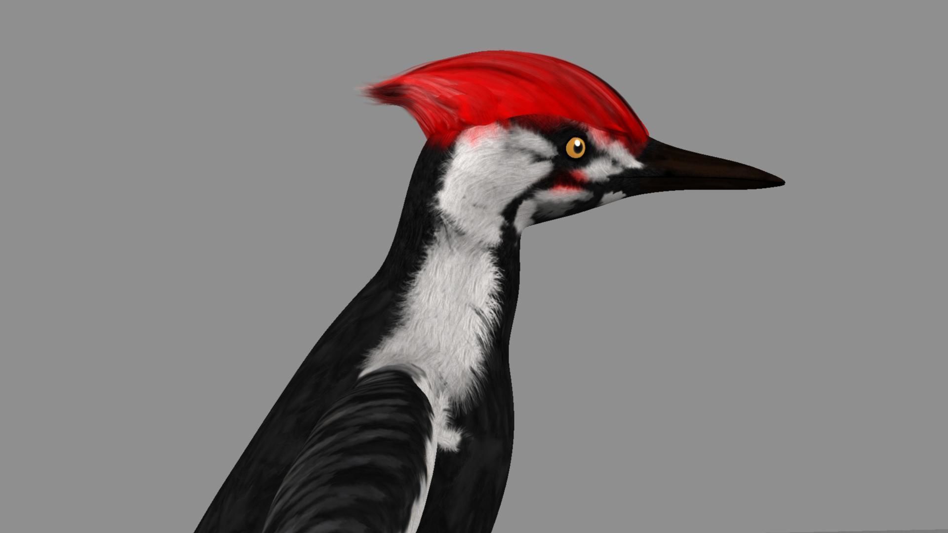 Pileated Woodpecker Animation and Rigging 3D model_9