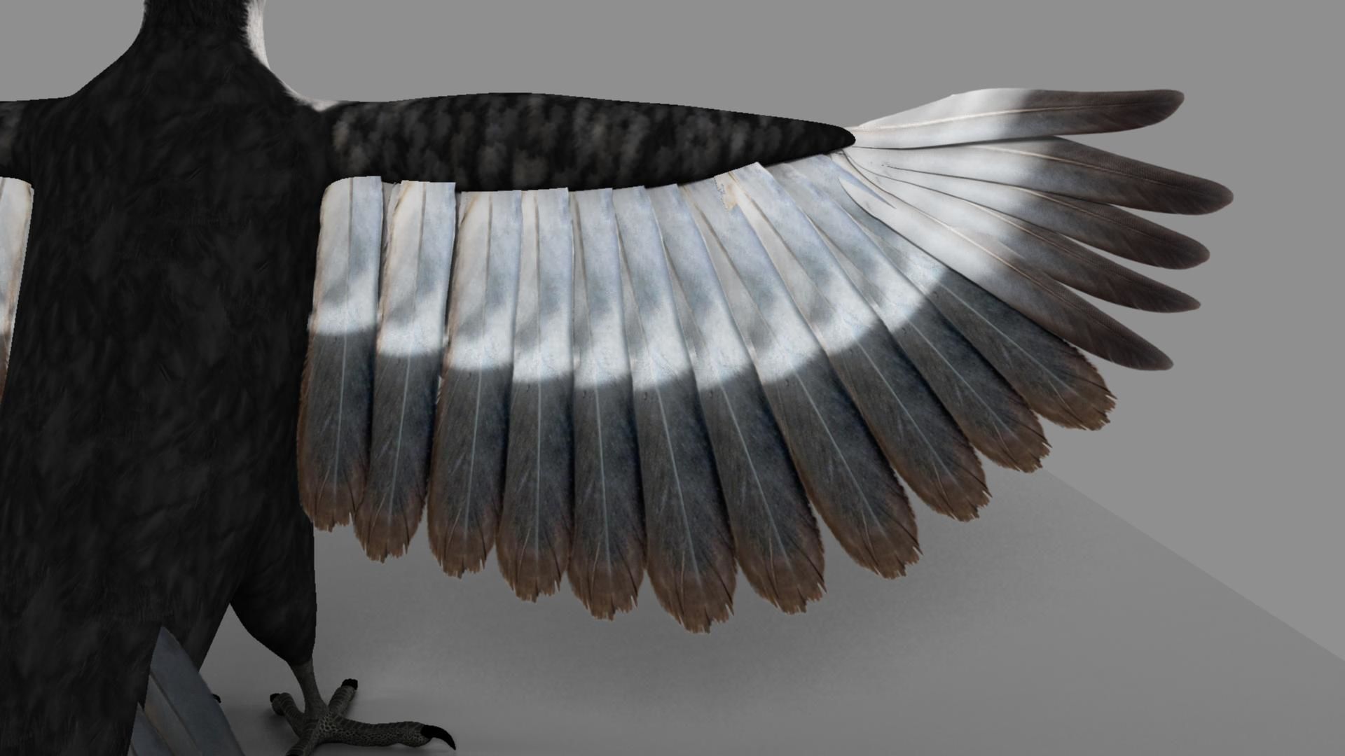 Pileated Woodpecker Animation and Rigging 3D model_53