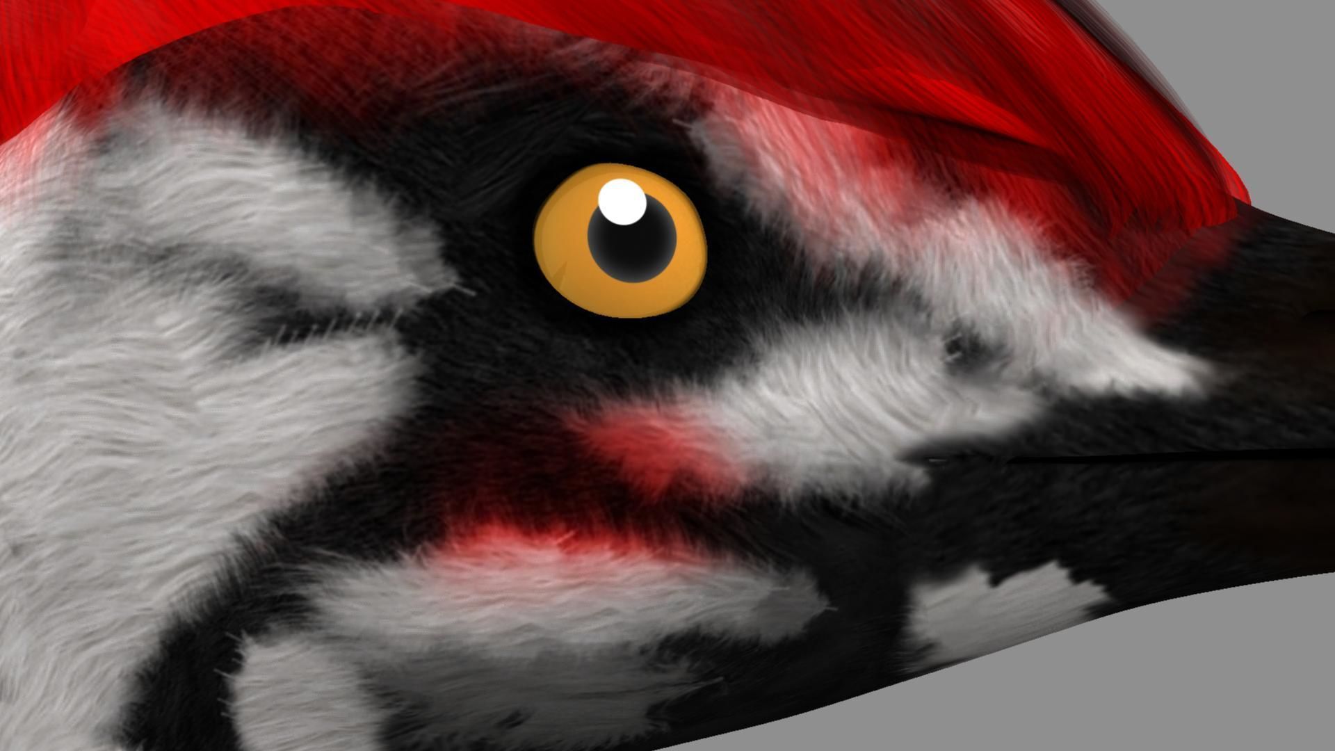 Pileated Woodpecker Animation and Rigging 3D model_25