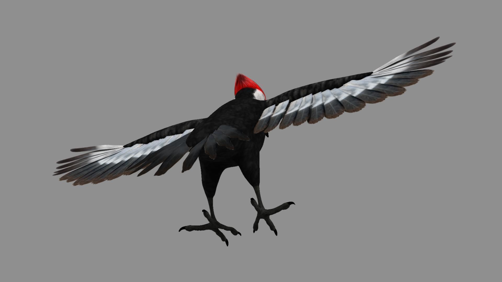 Pileated Woodpecker Animation and Rigging 3D model_15