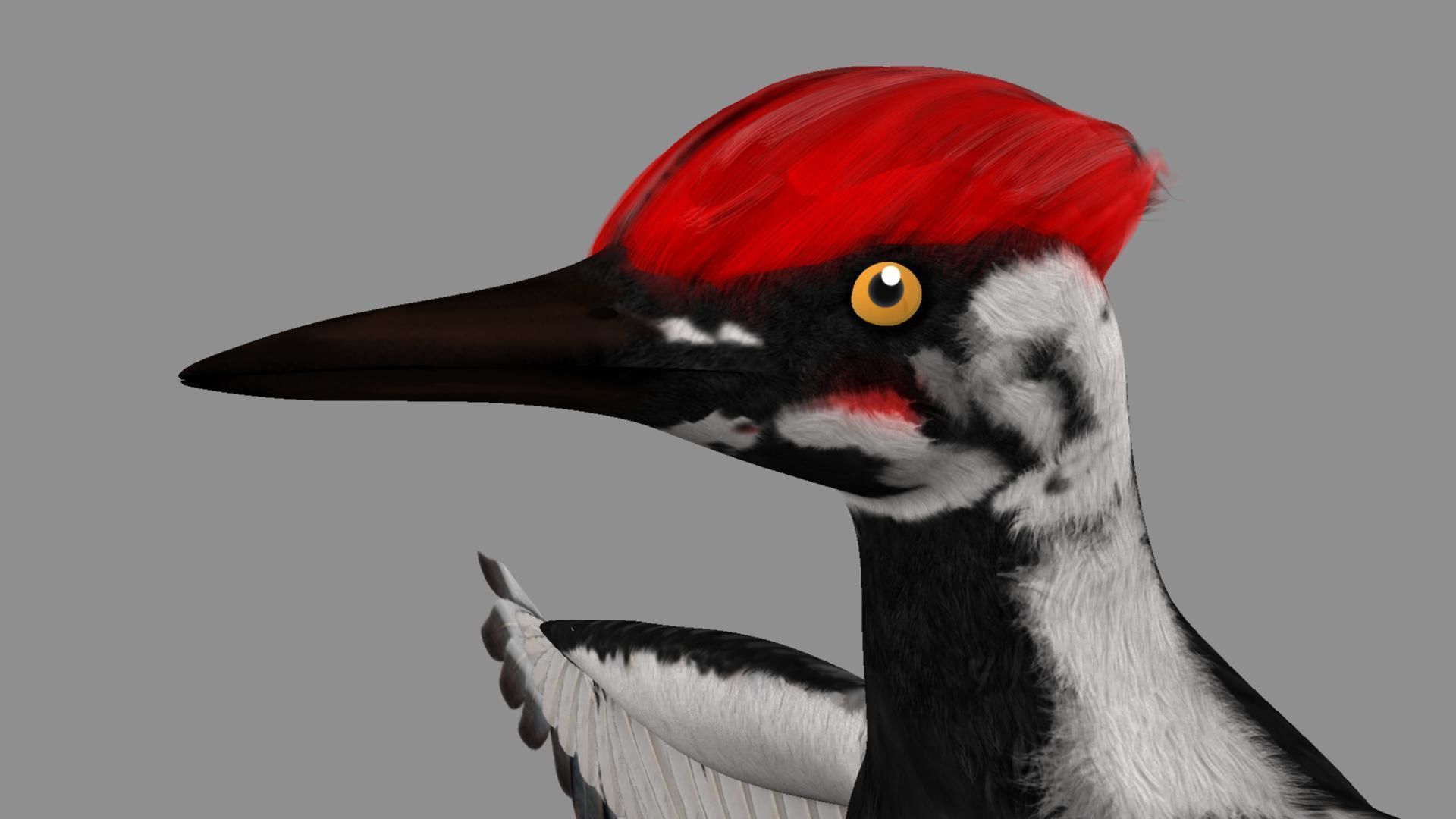 Pileated Woodpecker Animation and Rigging 3D model_50