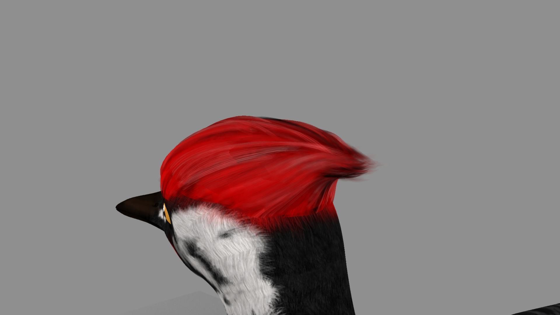 Pileated Woodpecker Animation and Rigging 3D model_11