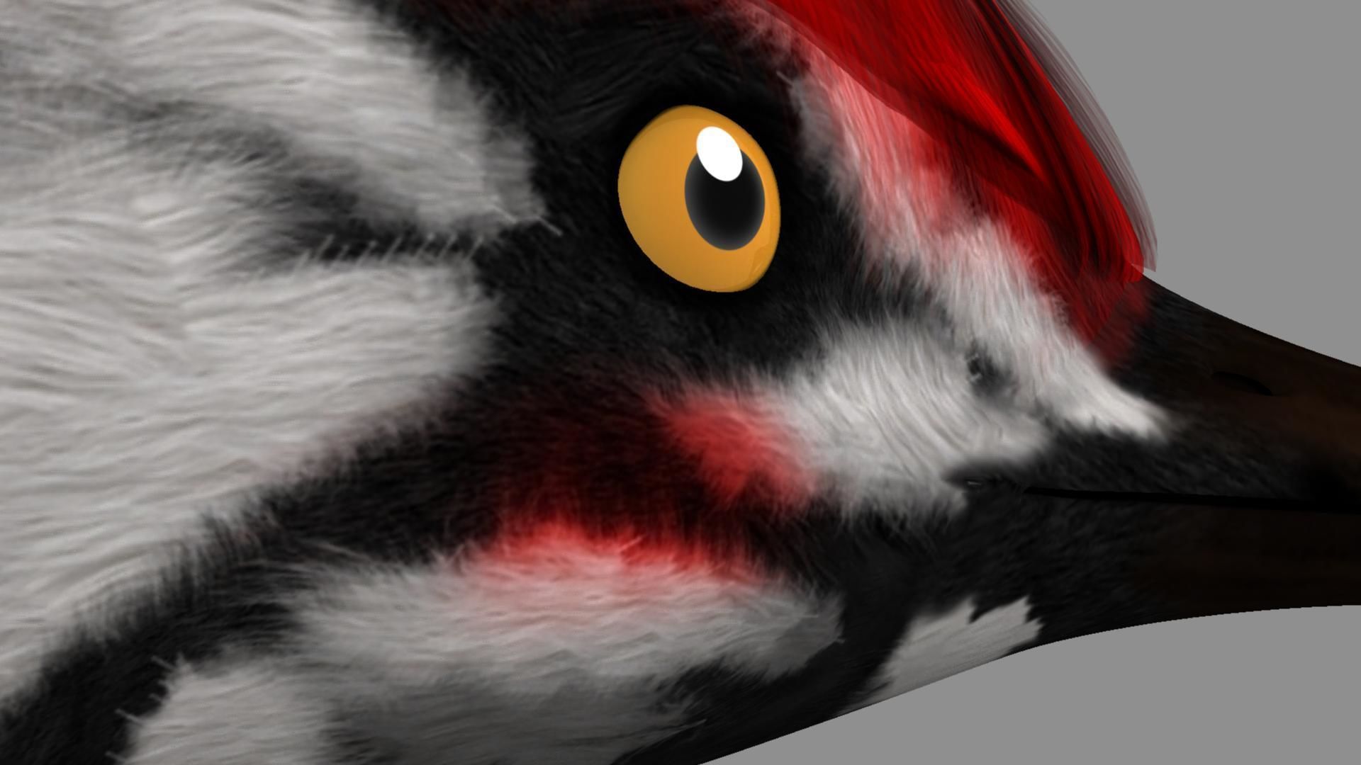 Pileated Woodpecker Animation and Rigging 3D model_27