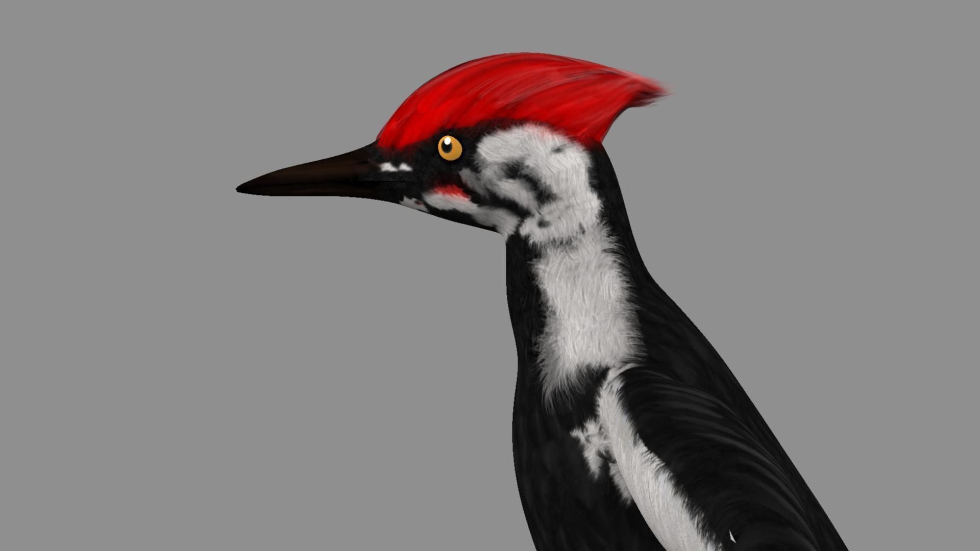 Pileated Woodpecker Animation and Rigging 3D model_8