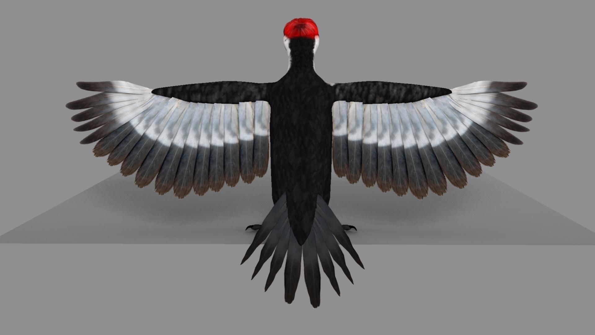 Pileated Woodpecker Animation and Rigging 3D model_7