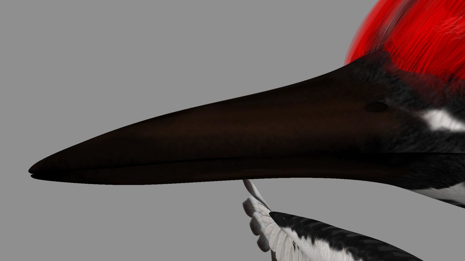 Pileated Woodpecker Animation and Rigging 3D model_21