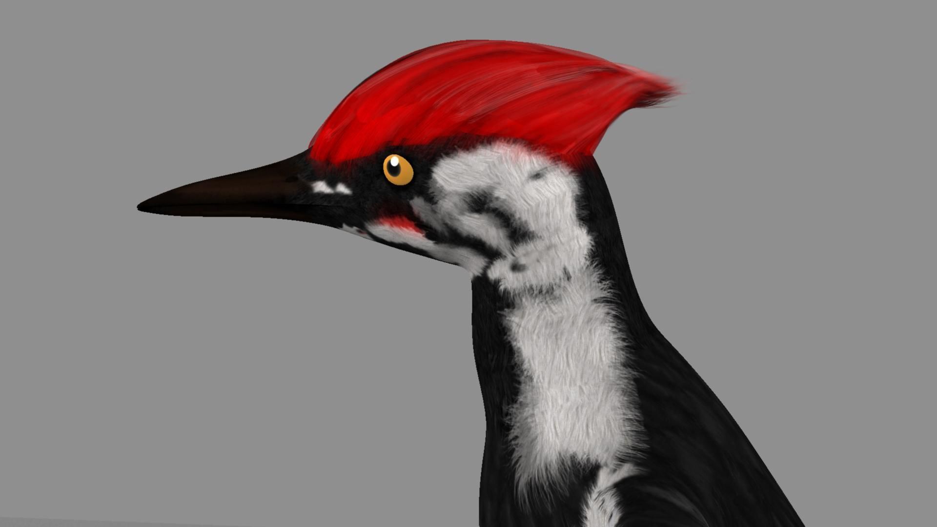 Pileated Woodpecker Animation and Rigging 3D model_46