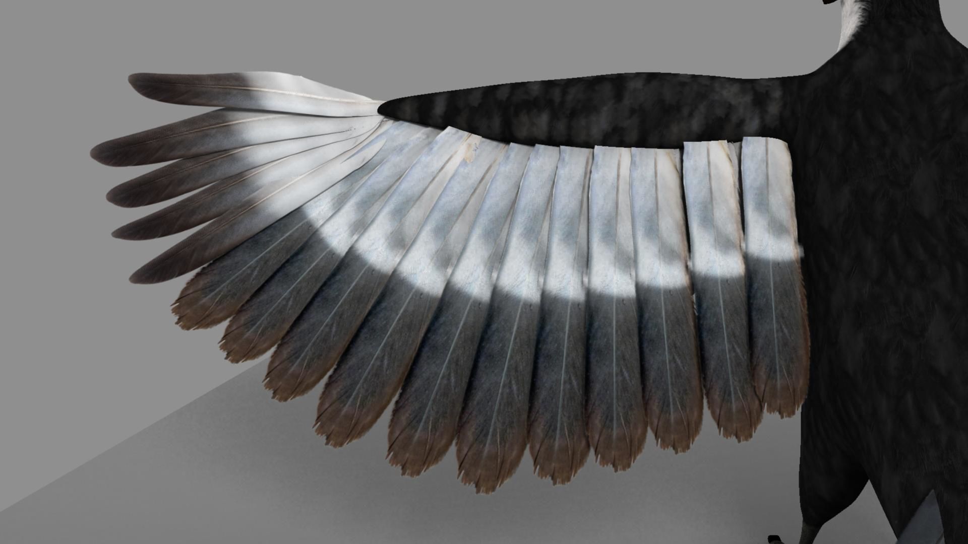 Pileated Woodpecker Animation and Rigging 3D model_52