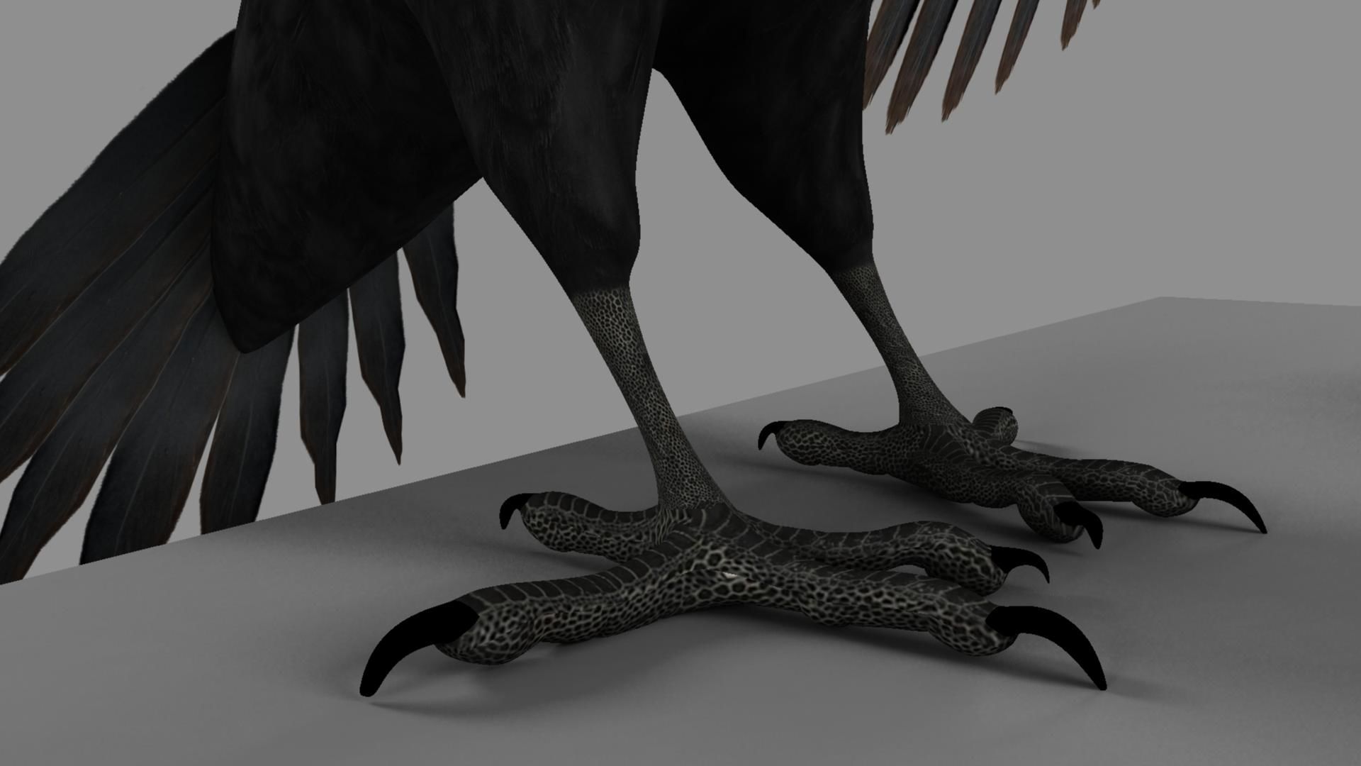 Pileated Woodpecker Animation and Rigging 3D model_3