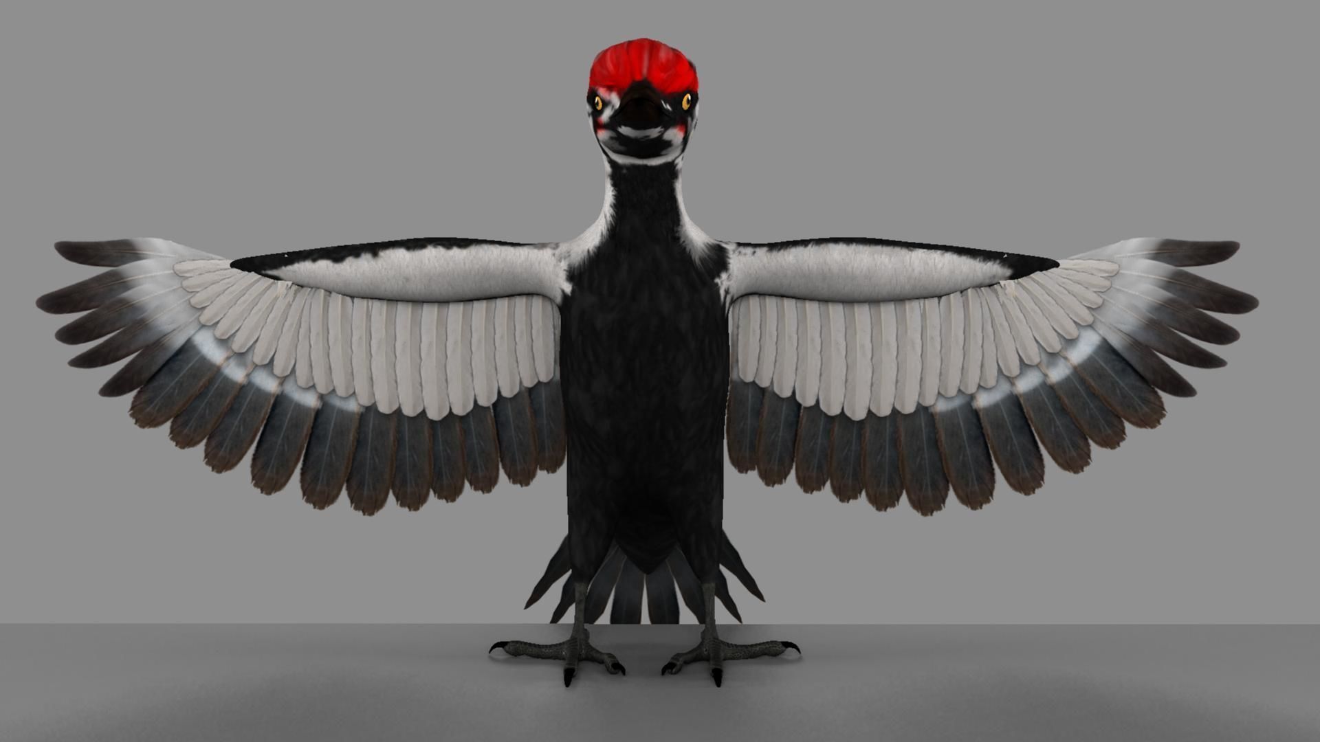Pileated Woodpecker Animation and Rigging 3D model_6