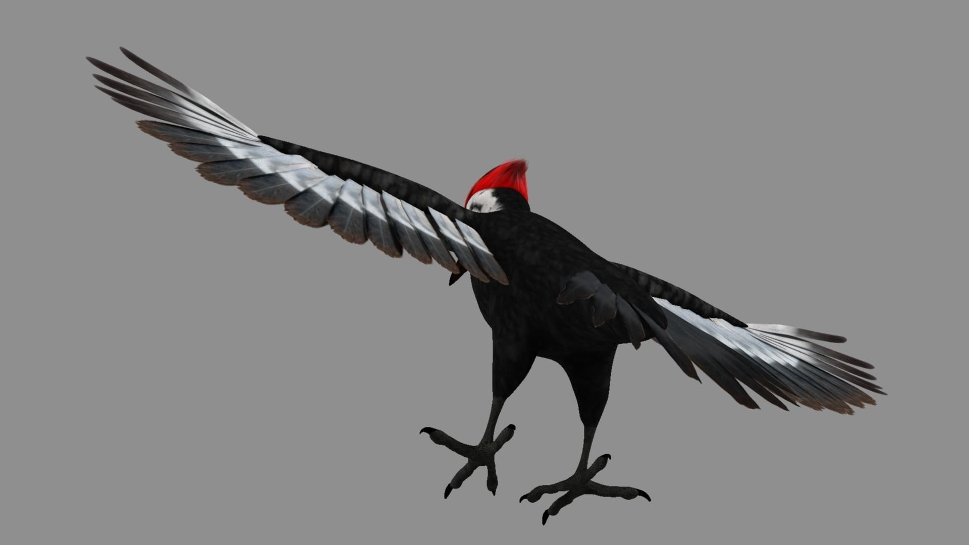 Pileated Woodpecker Animation and Rigging 3D model_14