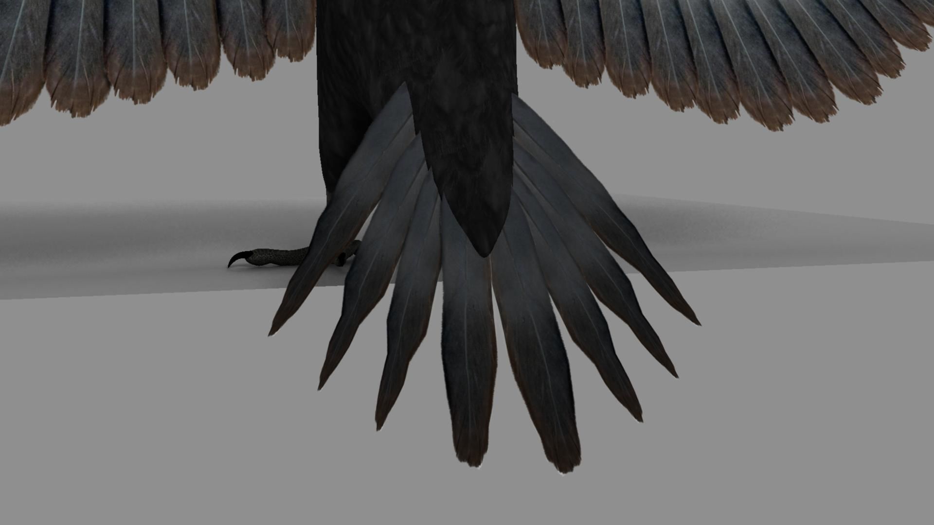 Pileated Woodpecker Animation and Rigging 3D model_4