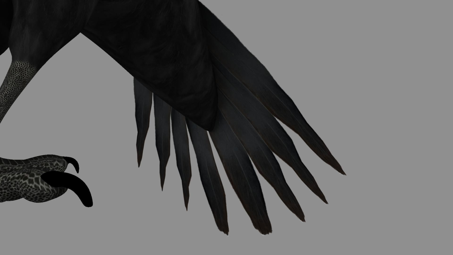 Pileated Woodpecker Animation and Rigging 3D model_5