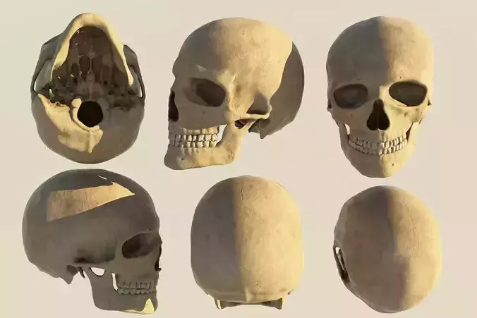Human  european male  skull