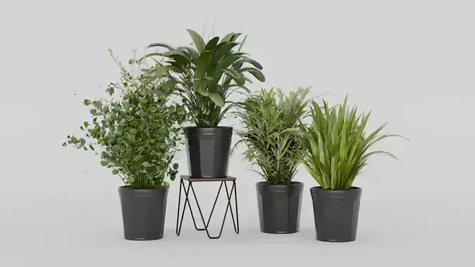 Pots with Plants