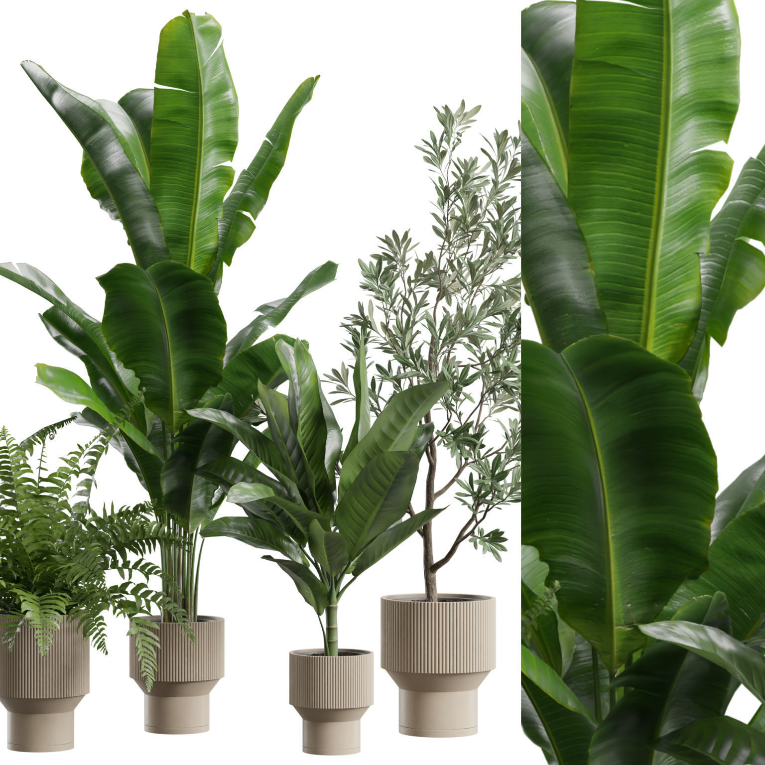 Indoor Plants Pack 79 3D model_1