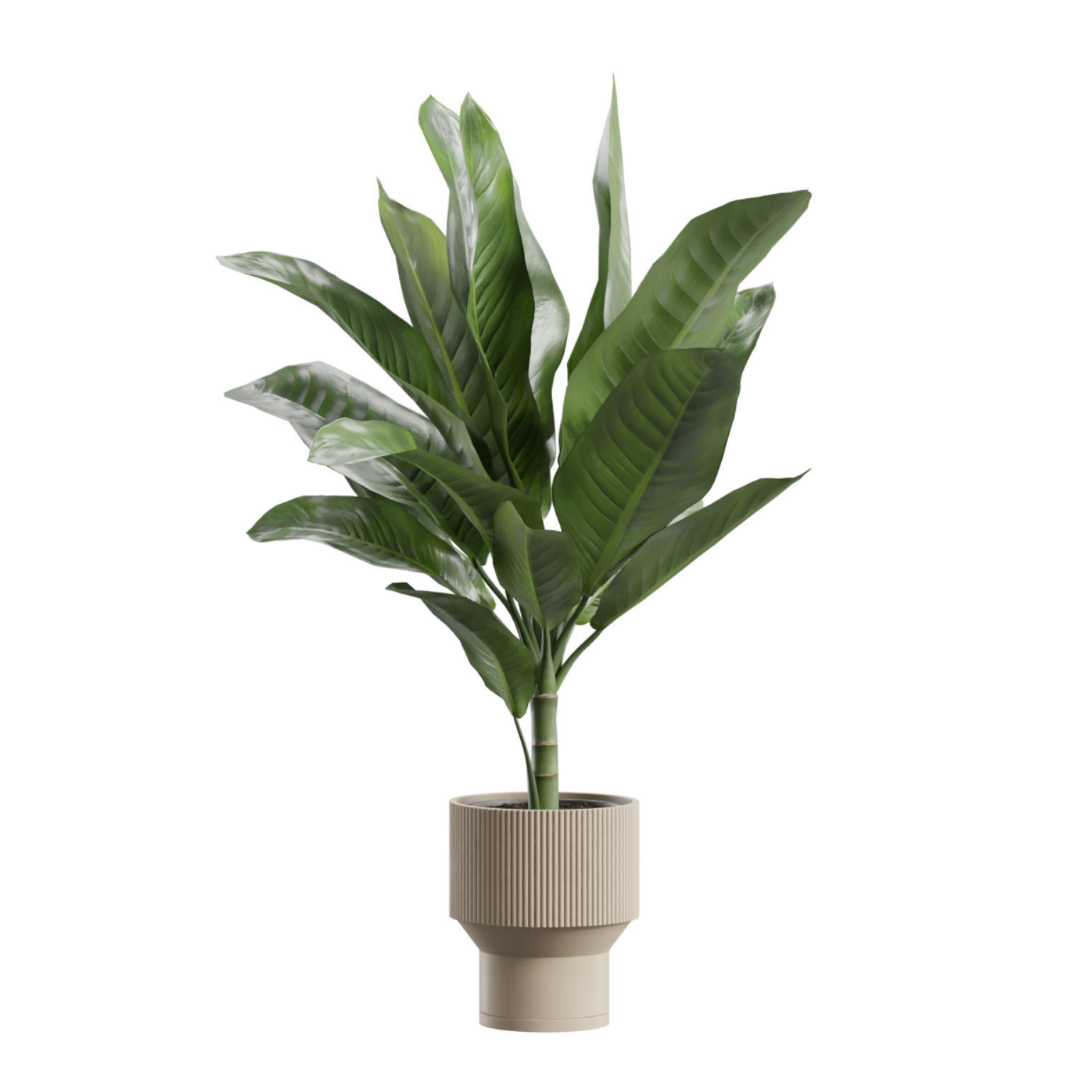 Indoor Plants Pack 79 3D model_9