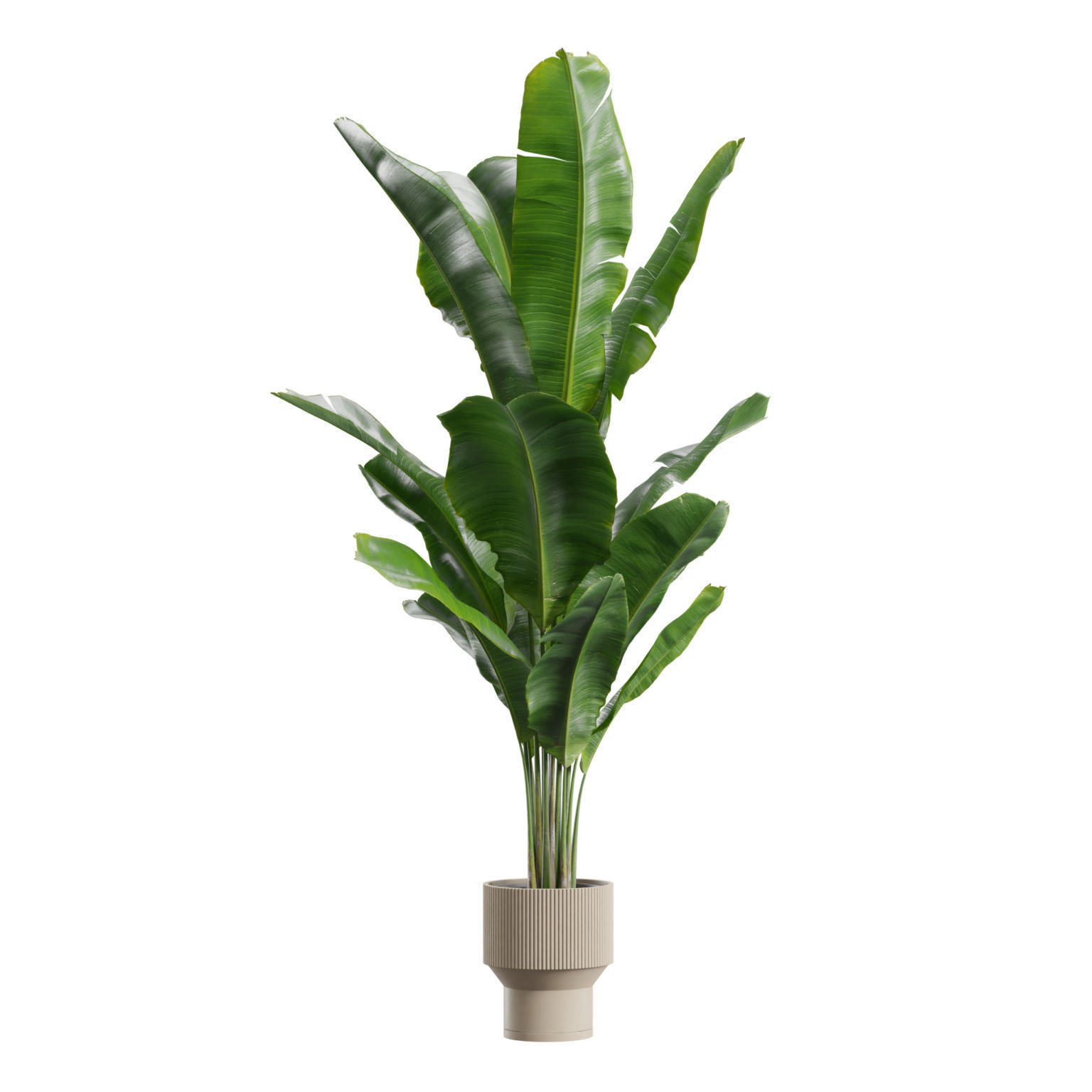 Indoor Plants Pack 79 3D model_3