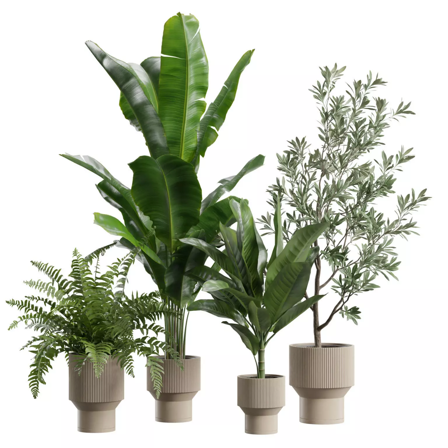 Indoor Plants Pack 79 3D model_0