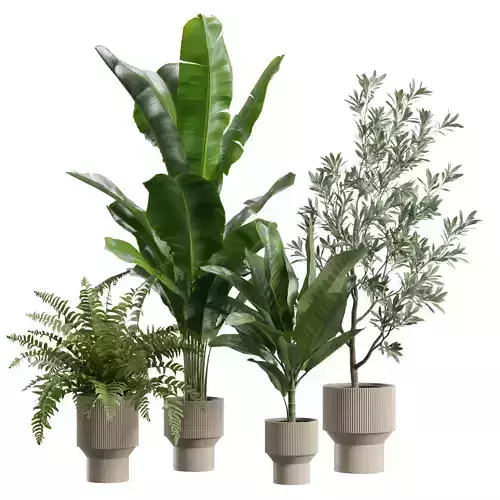 Indoor Plants Pack 79 3D model