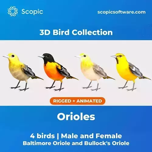 3D Bird Collection - Orioles 