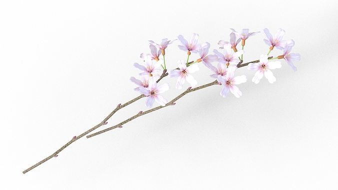 Domyoji Bambo Plate Sakura Food Low-poly 3D model 5