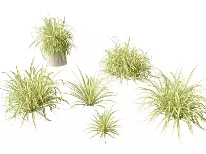 HighLowPoly-Pandanus baptistii Variegata-Gold-Striped Screw Pine Low-poly 3D model