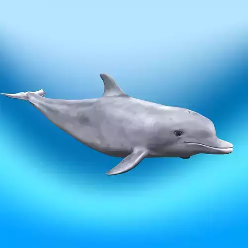 Dolphin Rig 3D model