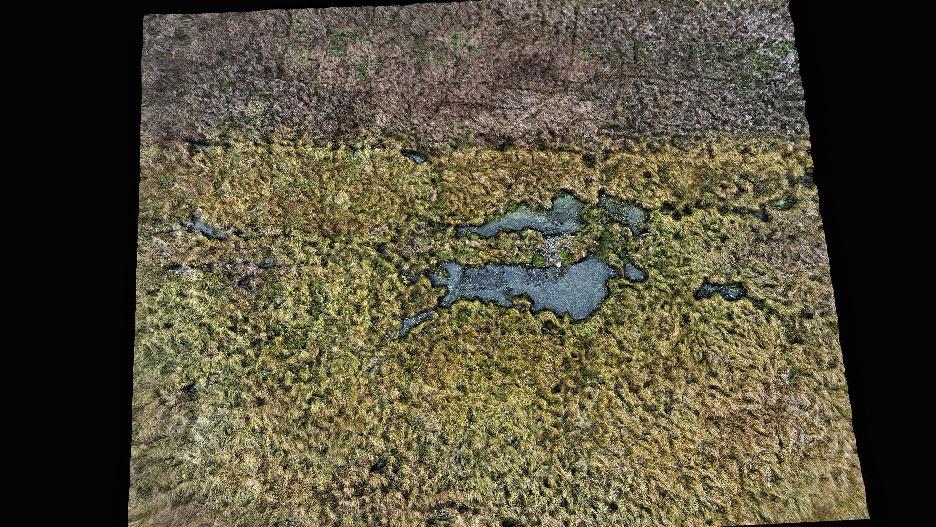 forest ground swamp grass fields area drone photogrammetry Low-poly 3D model_4