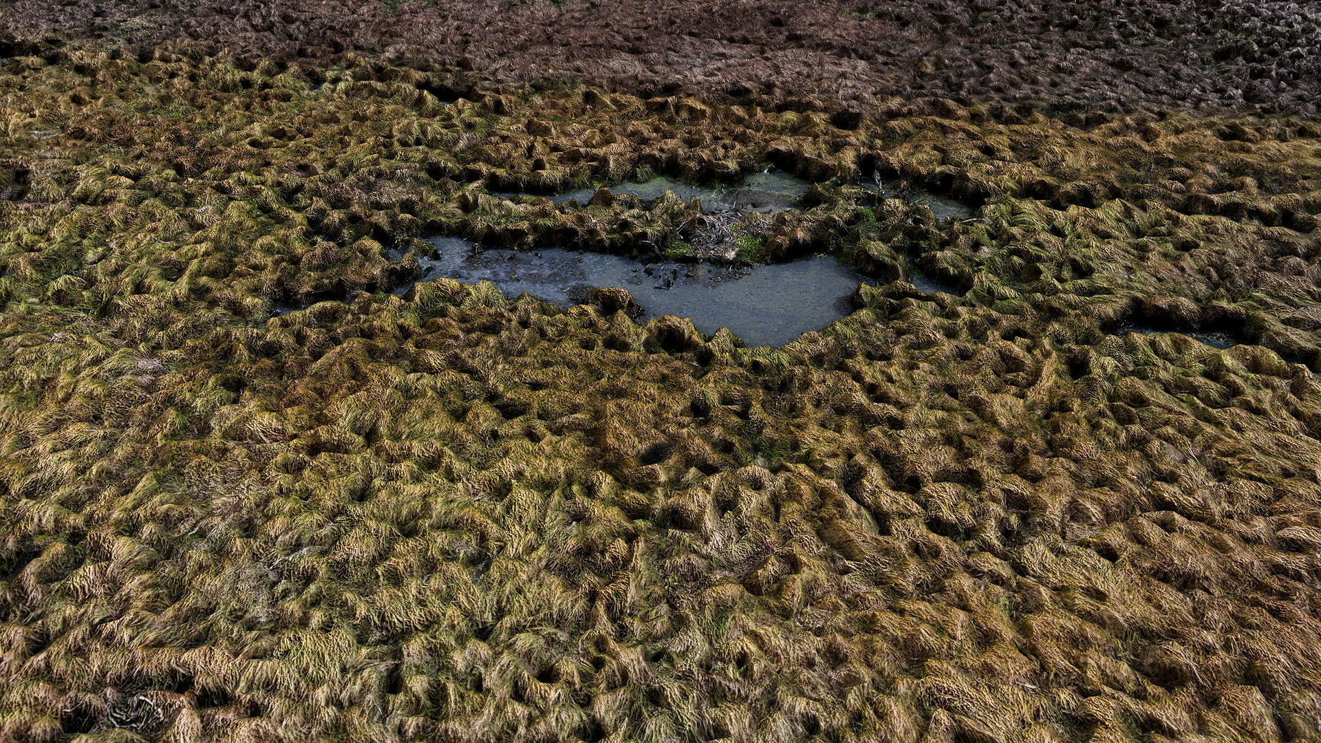 forest ground swamp grass fields area drone photogrammetry Low-poly 3D model_5